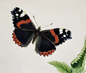 Footed: Vanessa atalanta, red admiral