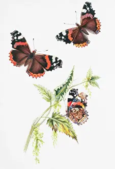 Pupa: Vanessa atlanta, red admiral