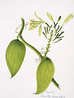 Aromatica: Vanilla aromatica, vanilla