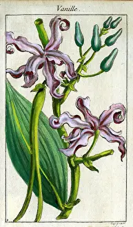Vanilla: Vanilla - Mexico