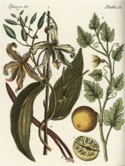 Bertuch: Vanilla orchid and colocynth