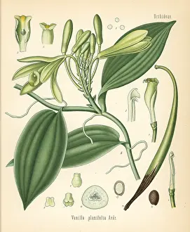 Vanilla: Vanilla orchid, Vanilla planifolia