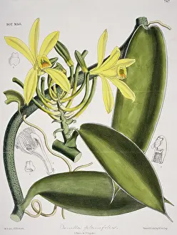 Orchidaceae: Vanilla planifolia, vanilla