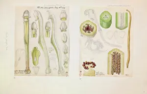 Unfinished: Vanilla planifolia, Vanilla