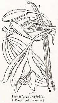 Vanilla: Vanilla Plant and Pod, Vanilla Planifolia