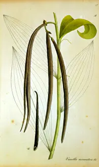 Aromatica: Vanilla (vanilla aromatica)