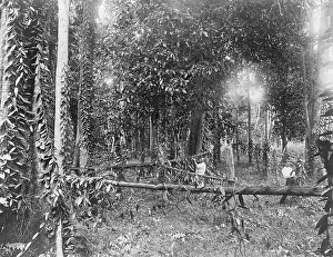 Vanilla: VANILLA VINES