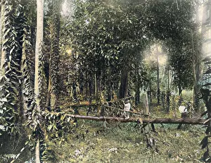 Vanilla: VANILLA VINES