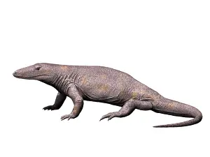 Pelycosaur: Varanosaurus is an extinct synapsid from the Early Permian ?