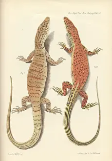 Pygmy: Varanus eremius and Varanus gilleri