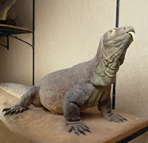 Lacertilia: Varanus komodoensis, Komodo dragon