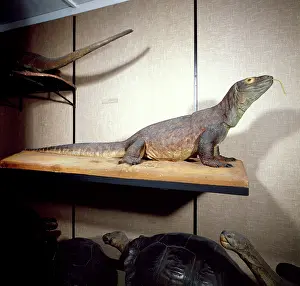 Lacertilia: Varanus komodoensis, Komodo dragon