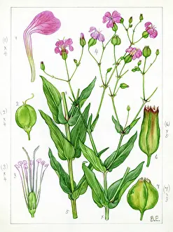 Stamens: Varccaria pyramidata - cowherb