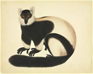 Variegata: Varecia variegata, ruffed lemur