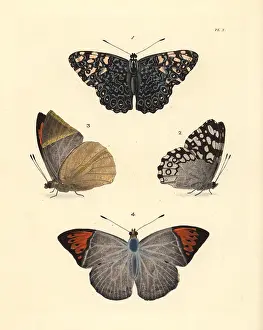 Ventral: Variable cracker and Indian orange-tip butterfly