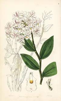 Variable: Variable dendrobium orchid, Dendrobium mutabile