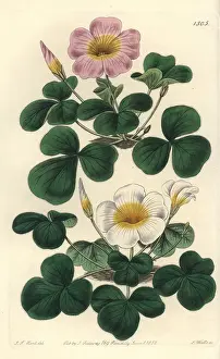 Oxalis: Variable oxalis, Oxalis variabilis