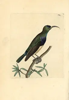 Variable: Variable sunbird, Cinnyris venustus