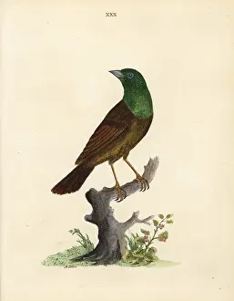 Marmaduke: Variant of the ortolan or yellowhammer?