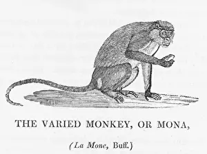 Varied: VARIED MONKEY (BEWICK)