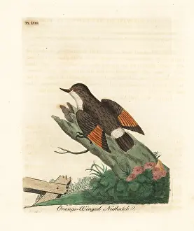 Nuthatch: Varied sittella, Daphoenositta chrysoptera
