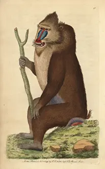 Mandrill: Variegated baboon or mandrill, Mandrillus sphinx