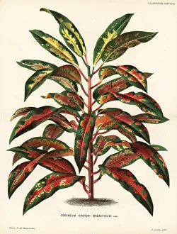 Variegated: Variegated croton, Codiaeum variegatum