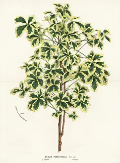Variegated: Variegated five-leaf aralia, Eleutherococcus sieboldianus