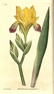 Variegata: Variegated iris, Iris variegata