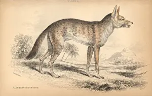 Aureus: Variegated jackal, Canis aureus soudanicus