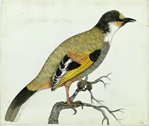 Himalayas: Variegated Laughingthrush