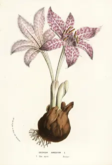 Colchicum: Variegated meadow saffron, Colchicum variegatum