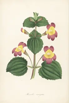 Nurseryman: Variegated monkey flower, Erythranthe luteus var. variegatus