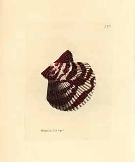 Varia: Variegated scallop, Chlamys varia
