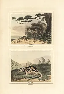 Quadrupeds: Variegated squirrel and spotted cuscus