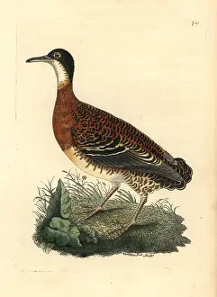 Polydore: Variegated tinamou, Crypturellus variegatus