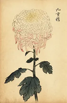 Kiku: Variegated white and pink chrysanthemum