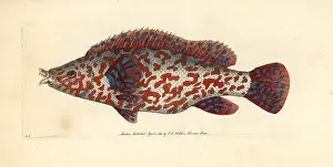 Variegated: Variegated wrasse, Labrus tinca