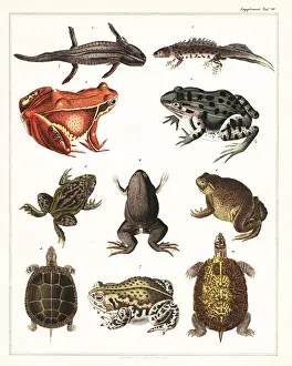 Newts: Varieties of amphibians, frogs and turtles