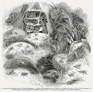 Nests: Varieties of ants and their nests