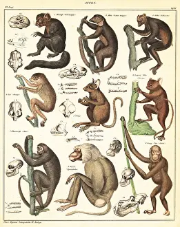 Critically Endangered: Varieties of apes
