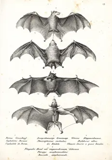 Minimus: Varieties of bats