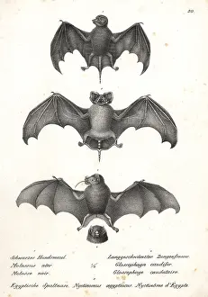 Tailless: Varieties of bats