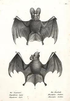 Diadema: Varieties of bats