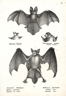 Naso: Varieties of bats