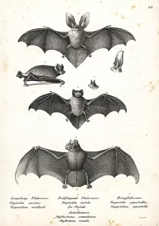 Auritus: Varieties of bats