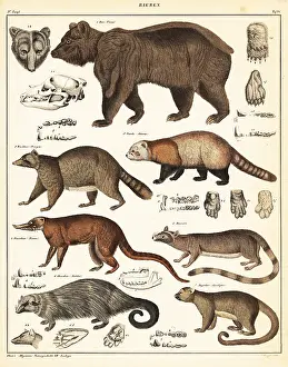 Raccoon: Varieties of bears