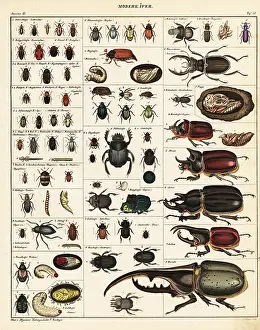 Acteon: Varieties of beetles