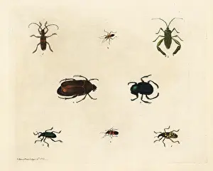 Pulcher: Varieties of beetles