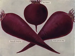 Beet: Varieties of Beets